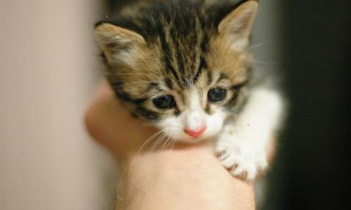 I'm a two kitten